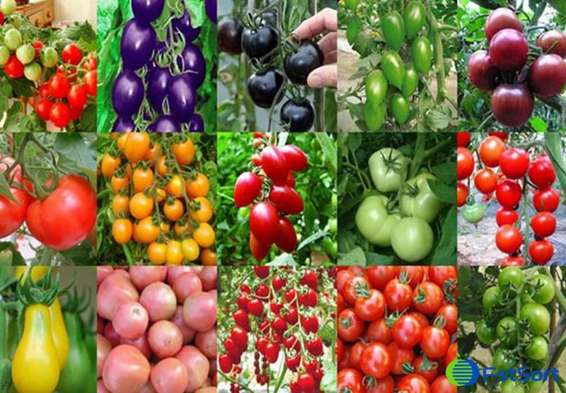 cherry-tomatoes cherry-tomatoes