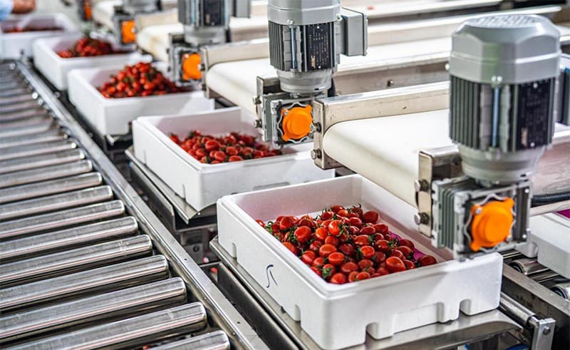 cherry-tomato-packing