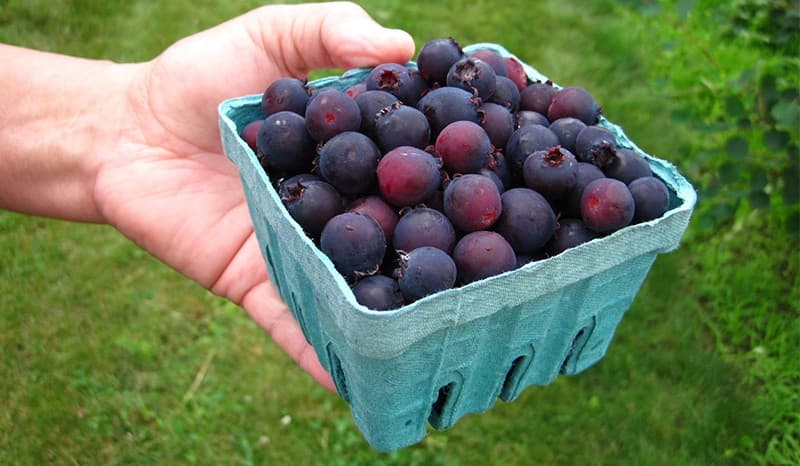 Saskatoon-berries