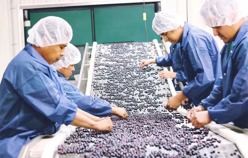 Saskatoon-berries sorting