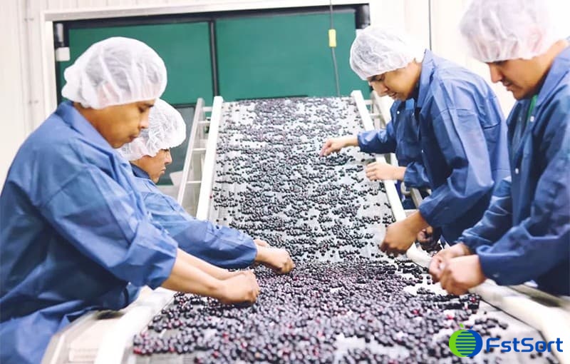 Saskatoon-berries sorting Saskatoon-berries sorting