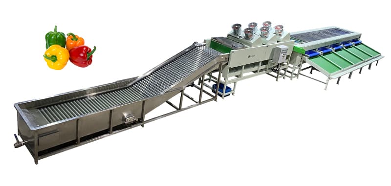 bell-pepper-cleaning-drying-grading-packing-line