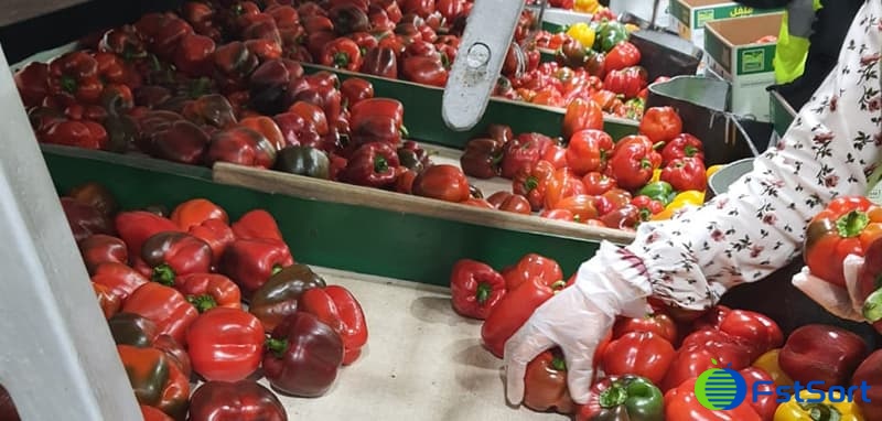 bell-pepper bell-pepper