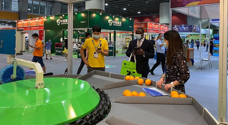 clasificadora de frutas