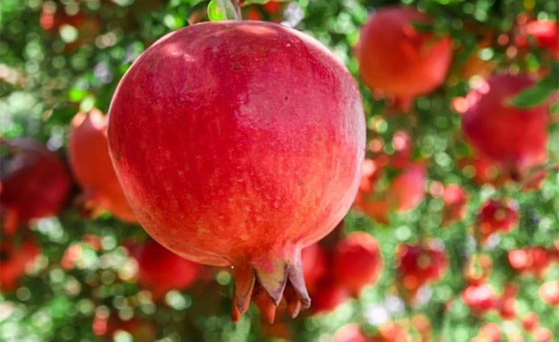 pomegranate-tree