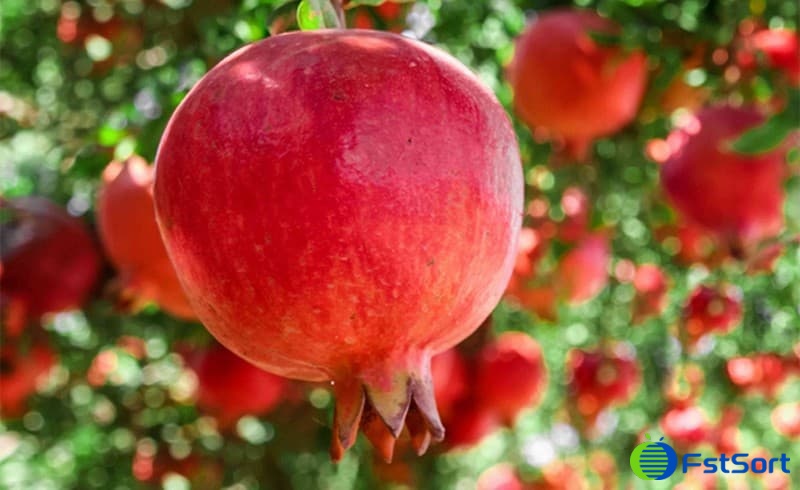 pomegranate-tree pomegranate-tree