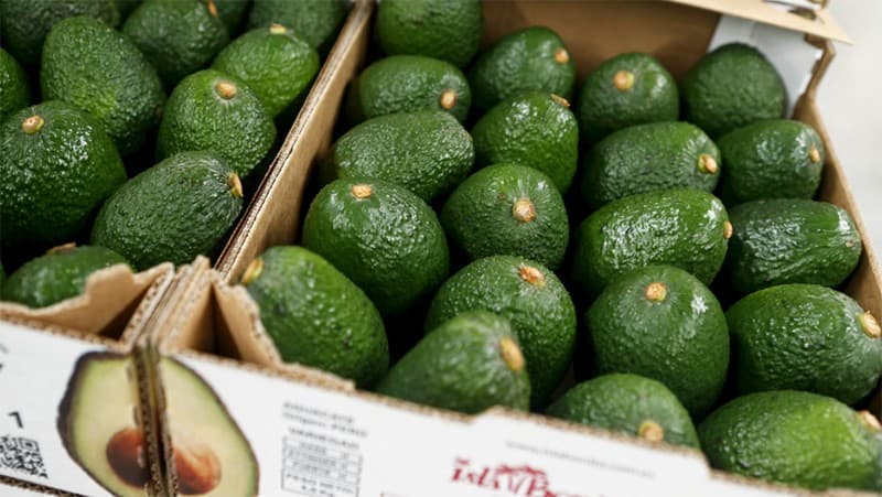 Chilean avocado