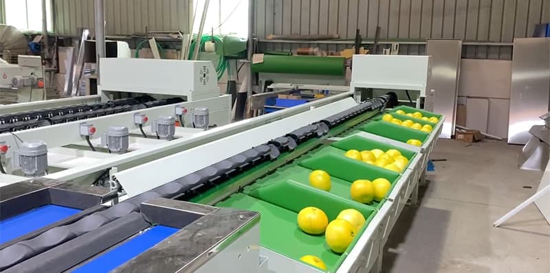 grapefruit-sorting-machine