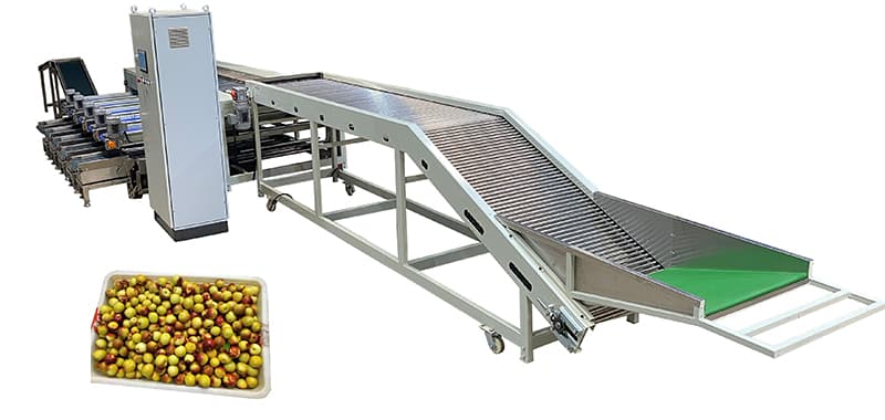 jujube-sorting-packing-line