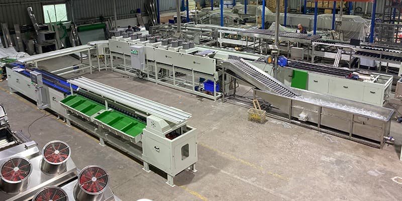 Customized-avocado-cleaning-and-grading-machine-line-for-Myanmar-customer
