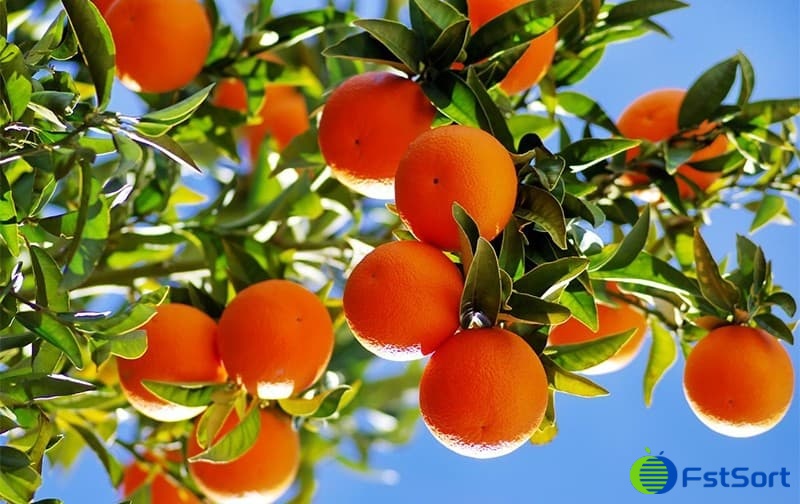 citrus-fruit citrus-fruit