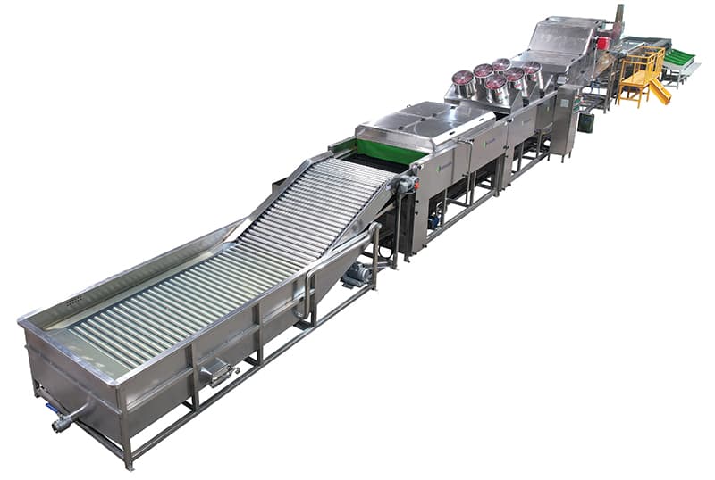 línea-de-empaquetado-de-la-clasificación-de-la-batata