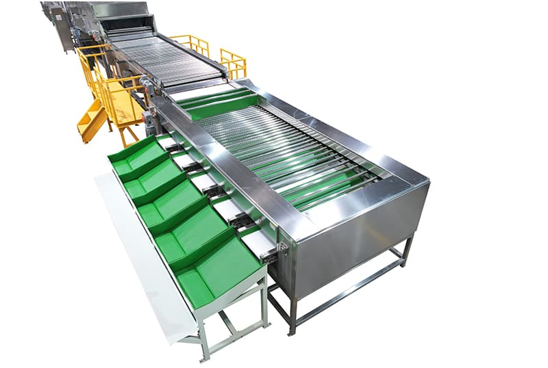 línea-de-clasificación-de-batatas