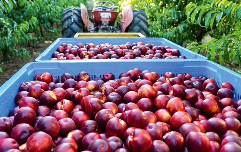 Nectarine fruits