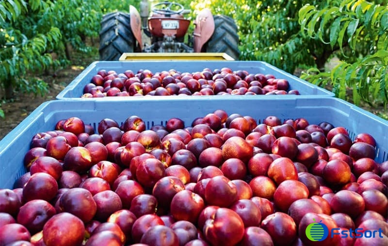 Nectarine fruits Nectarine fruits