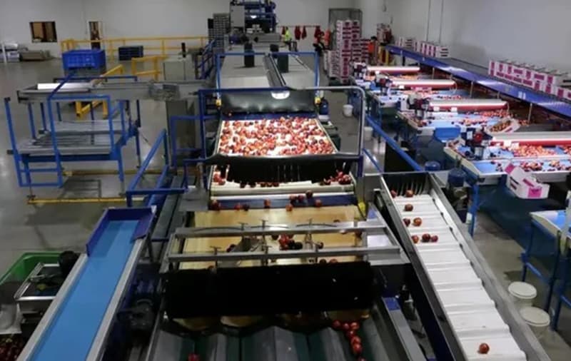 Nectarine-sorting