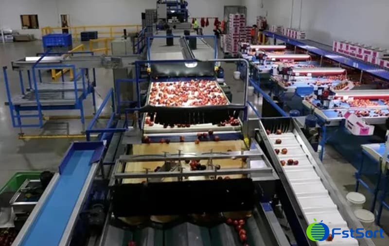 Nectarine-sorting Nectarine-sorting