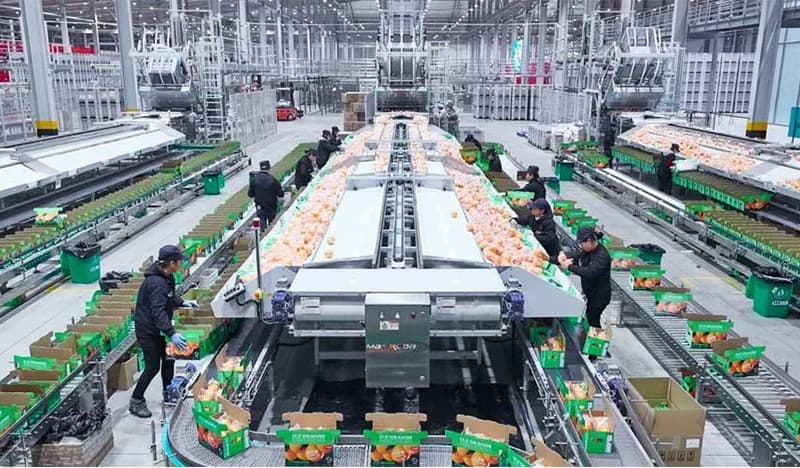 citrus-sorting-packing