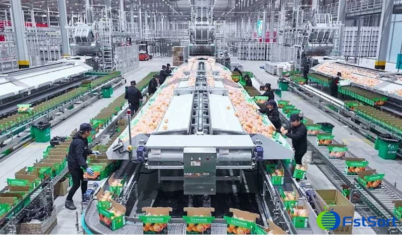 citrus-sorting-packing citrus-sorting-packing