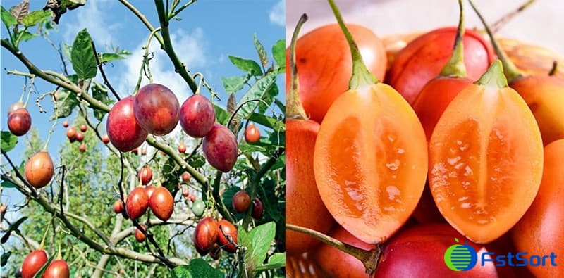 tree-tomatoes tree-tomatoes