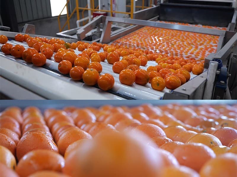 orange-cleaning-sorting