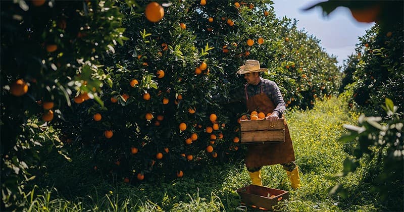 citrus-harvest