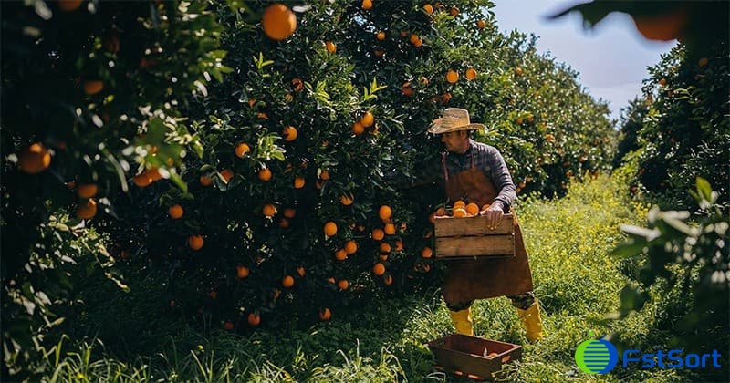 citrus-harvest citrus-harvest