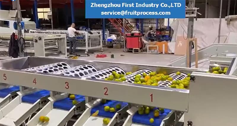 línea-de-clasificación-de-secado-de-limpieza-de-cítricos línea-de-clasificación-de-secado-de-limpieza-de-cítricos