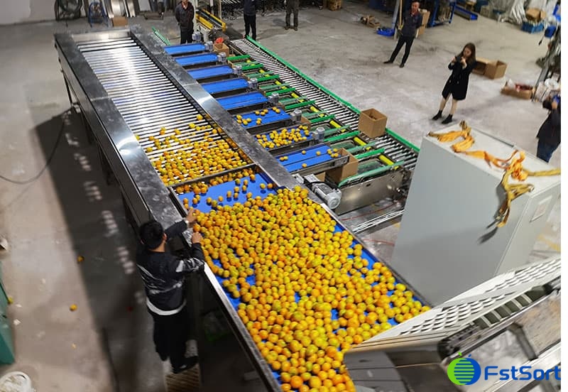 fruit-grading-line