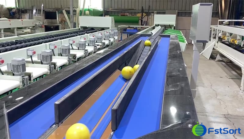 grapefruit-grading-machine grapefruit-grading-machine