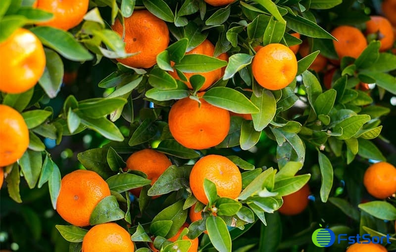 cirus-fruit cirus-fruit