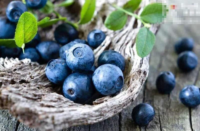 blueberry-fruit