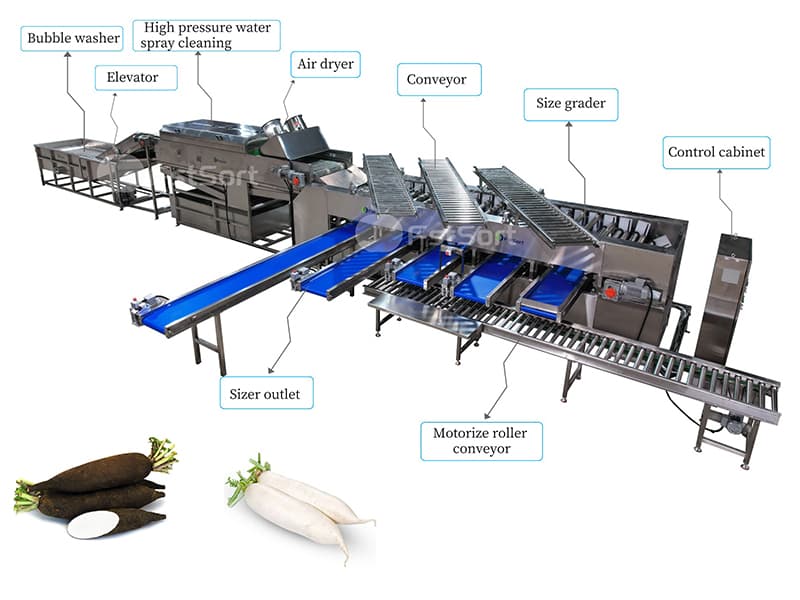 radish-washing-drying-sorting-line