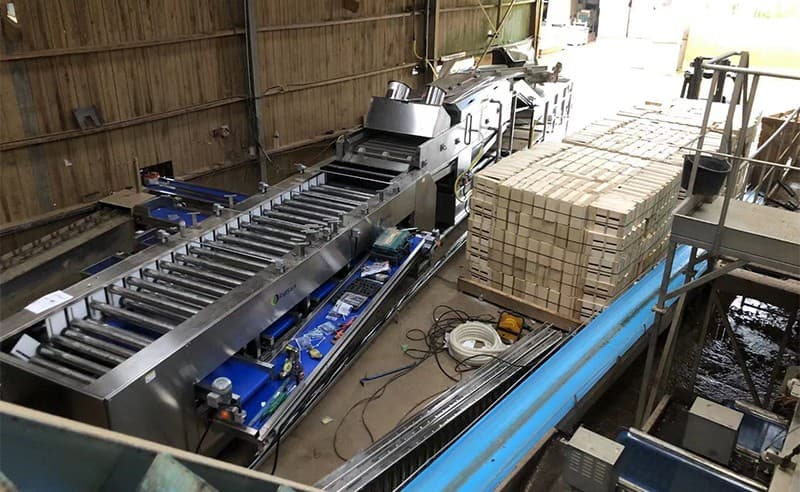 carrot-cleaning-sorting-machine-installation