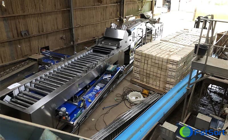 carrot-cleaning-sorting-machine-installation carrot-cleaning-sorting-machine-installation