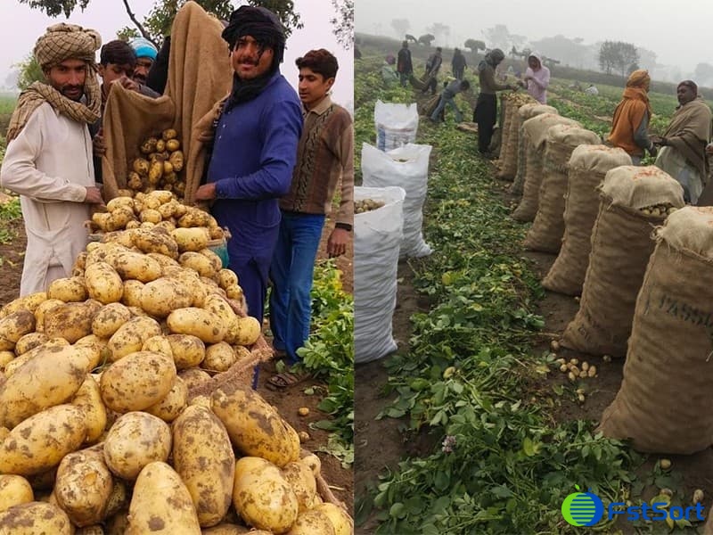 Bangladesh-potato Bangladesh-potato