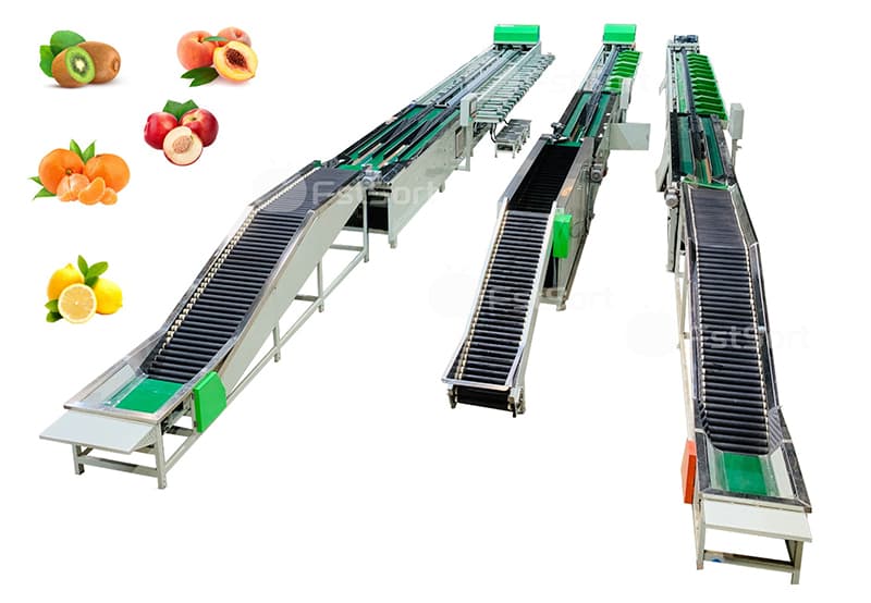    fruit sorting grading line