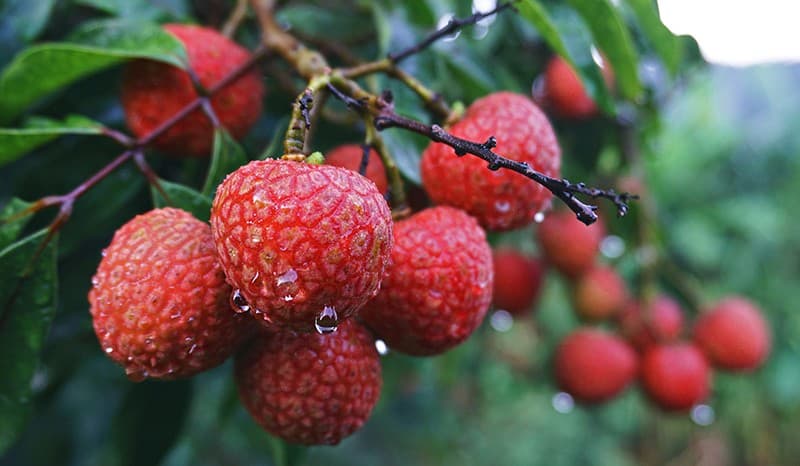 Lychee-tree