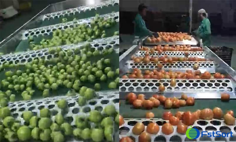 tomato-grader tomato-grader