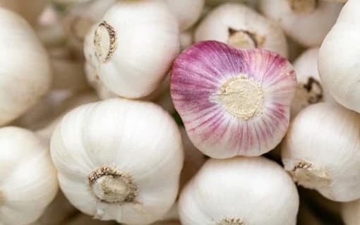 images/1646811190702garlic.jpg
