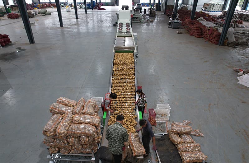 Potato-grader-work-site Potato-grader-work-site