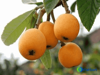 loquat grader loquat grader