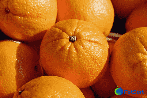 procesamiento de cítricos procesamiento de cítricos