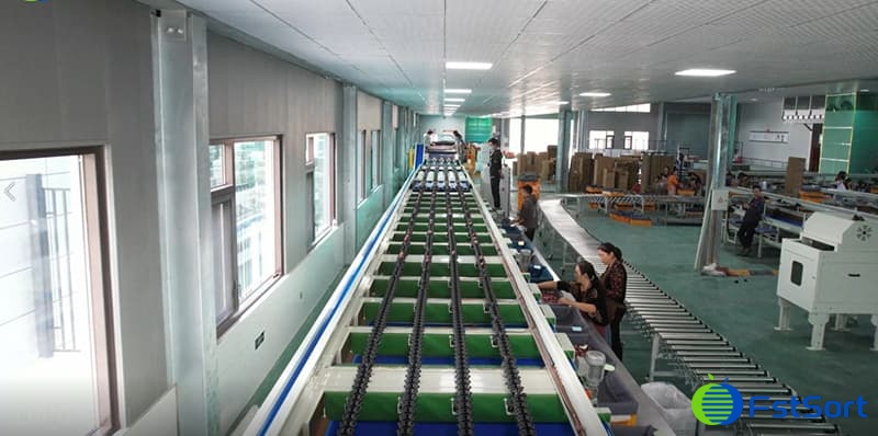 FstSort's four-channel fruit sorting line makes a stunning debut