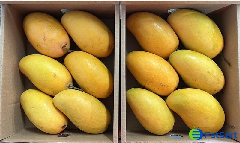 Mango Sorting How are mangoes selected and graded