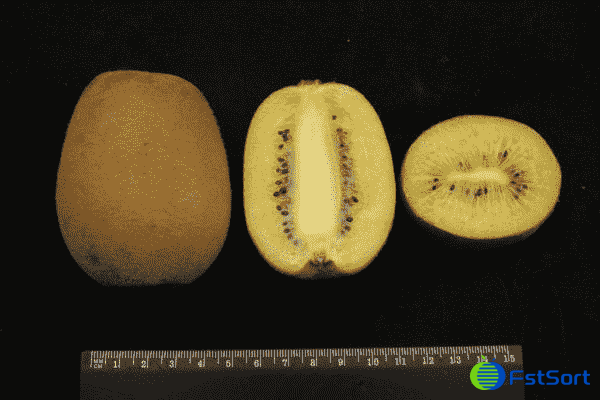 kiwi grading machine kiwi grading machine