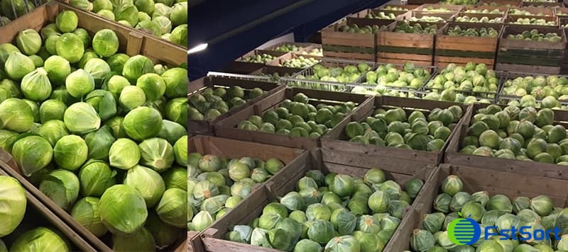 Brussels sprout grader Brussels sprout grader