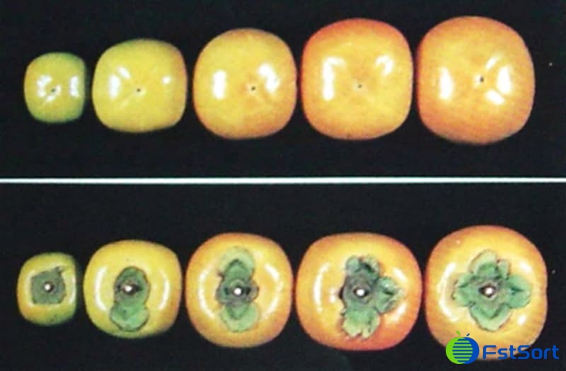 Fuyu persimmons grader.jpg Fuyu persimmons grader.jpg