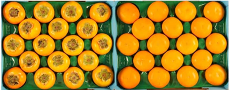 Fuyu persimmons sorting machine.jpg