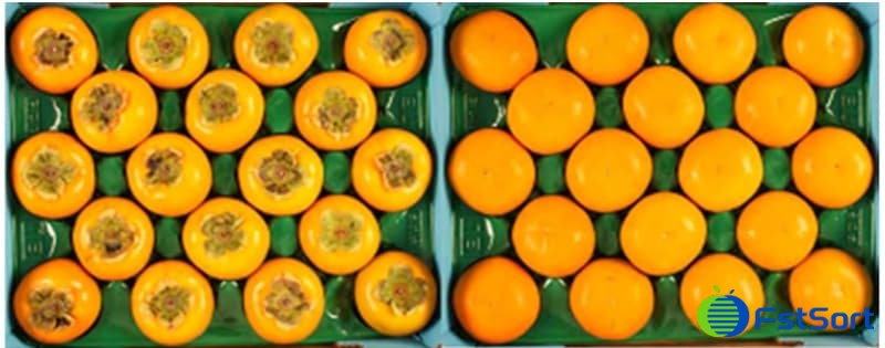 Fuyu persimmons sorting machine.jpg Fuyu persimmons sorting machine.jpg